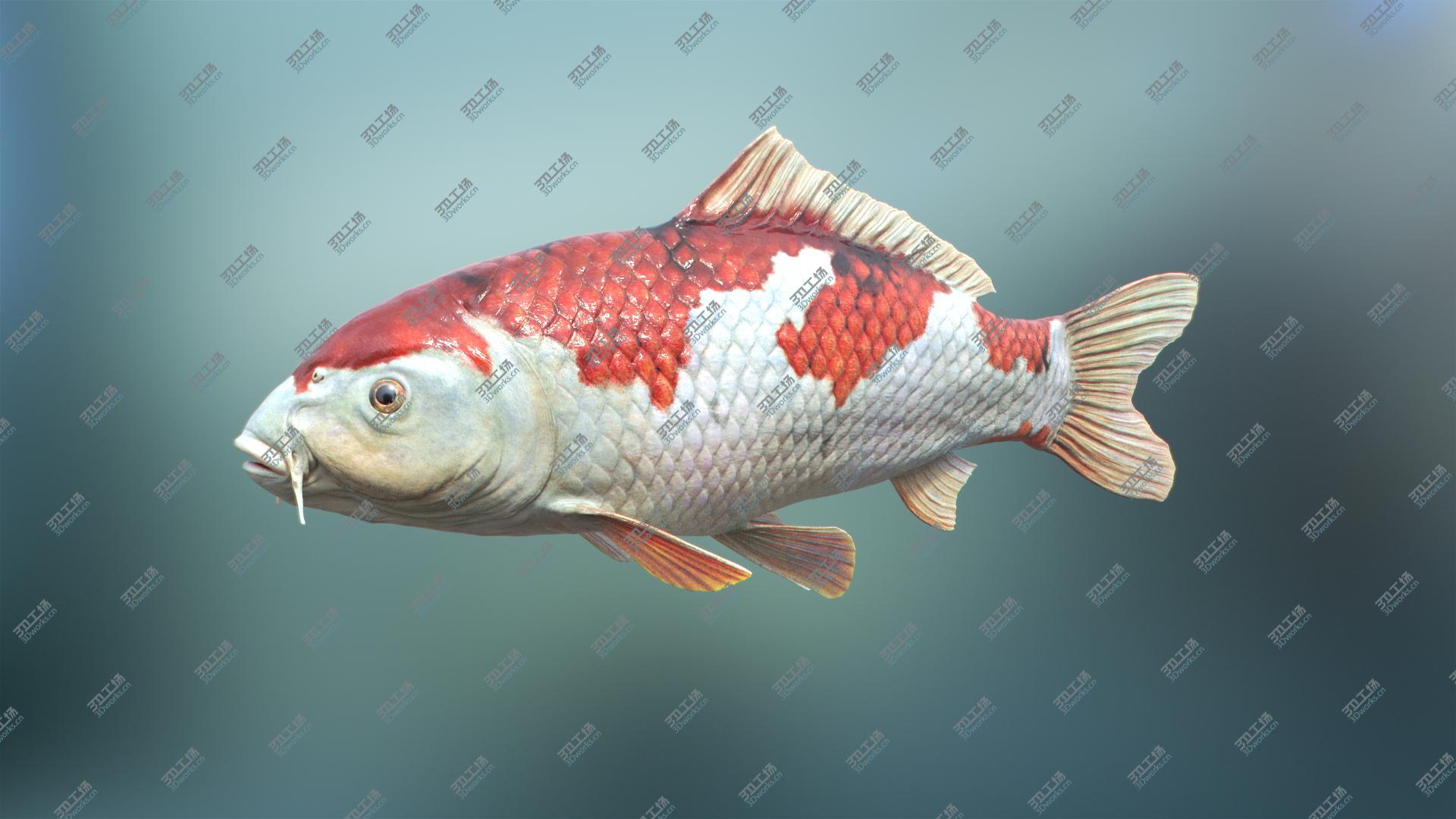 images/goods_img/202105071/3D model Koi Carp/2.jpg